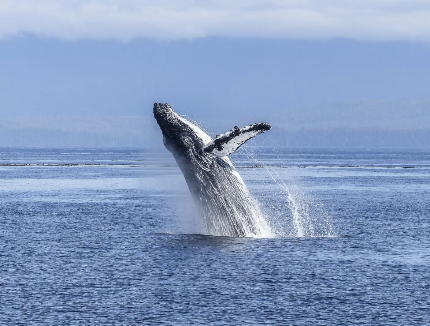 Ready for a whale of a time? Here’s the best spots to catch a glimpse